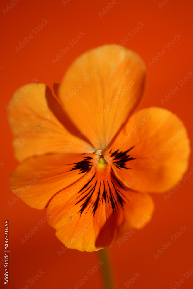Orange viola flower blossom family violaceae close up botanical background modern high quality big size print Orange viola flower blossom family violaceae close up botanical background modern high quality big size print