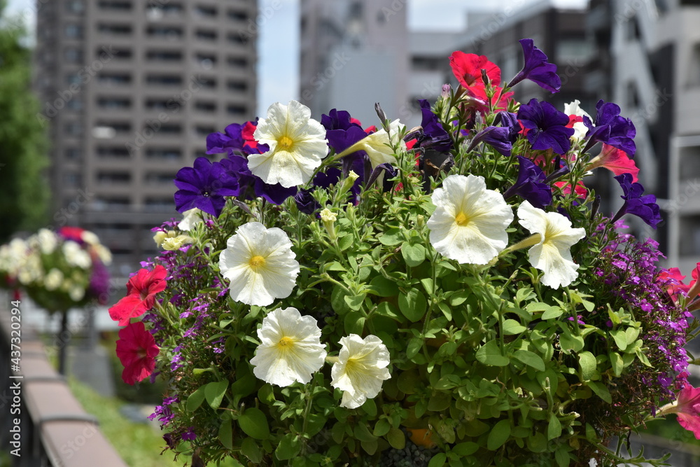 Fototapeta premium ガーデニング