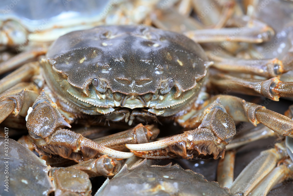 A close-up of fresh river crabs