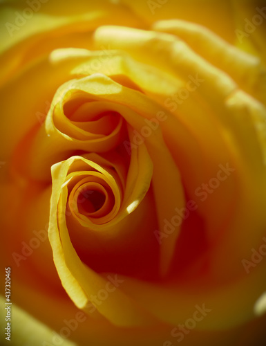 yellow rose close up photo