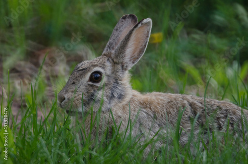 A rabbit in the tall grass.