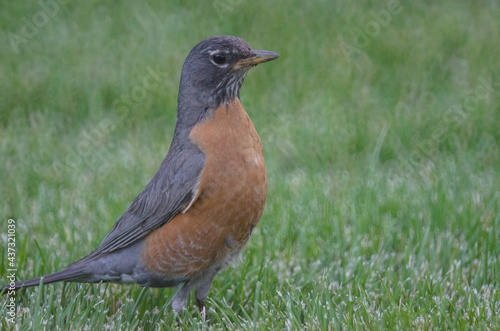 An alert robin standing on grass.