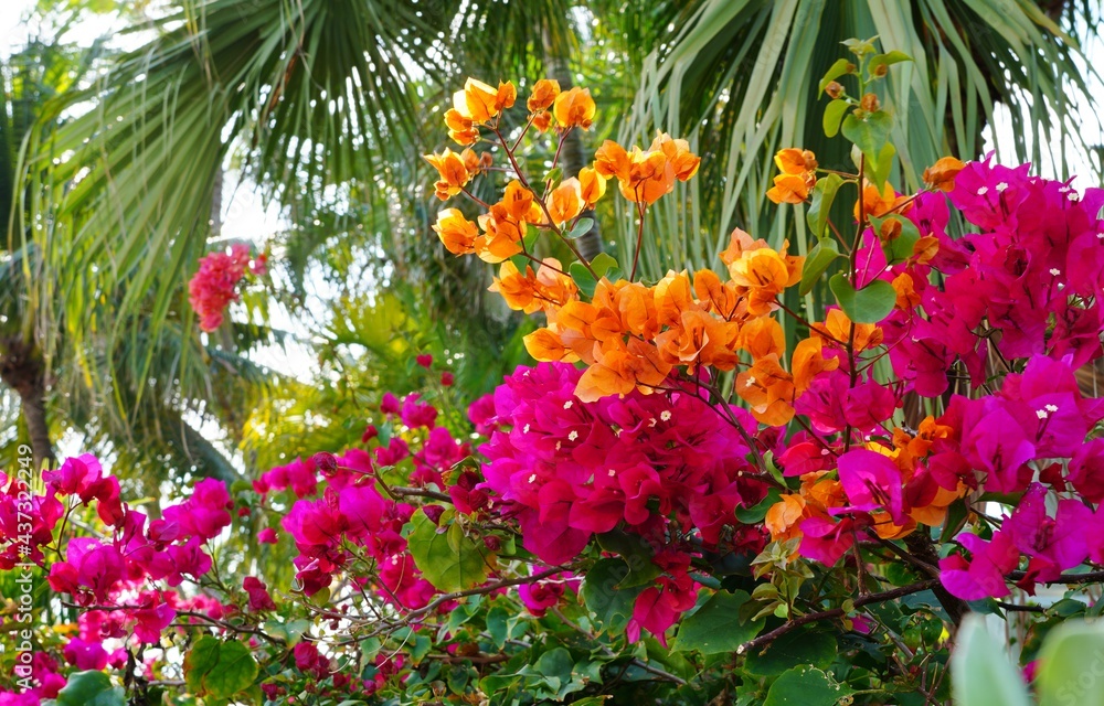 Orange pink flowers of a tropical Bougainvillea vine