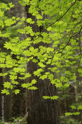 Vine Maple (Acer circinatum) backlit in Ross Lake National Recreation Area, Washington photo