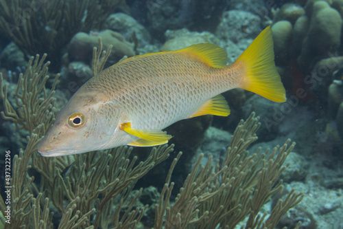 Schoolmaster on Caribbean Coral Reef © Peter Clark