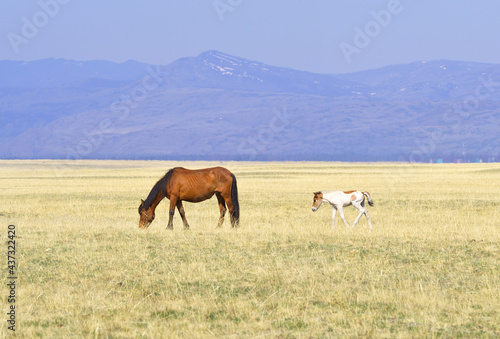 A horse in the Altai Mountains. A red mare with a foal among the dry grass in the Kurai steppe on the background of the mountains. Pure Nature of Siberia, Russia