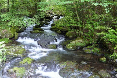 日本の渓流、阿蘇山からの伏流水が流れ出る川の源流域の風景
