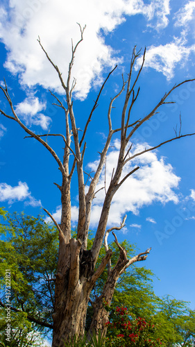 dead tree