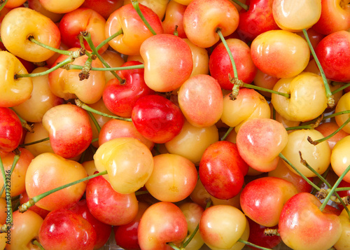 top view flat lay close up of fresh organic Rainier Cherries with stems. Water drops on fruit. photo