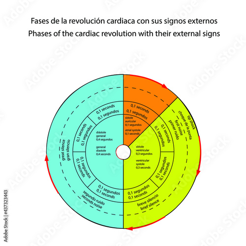 Diagrama fases de la revolución cardíaca y sus signos externos