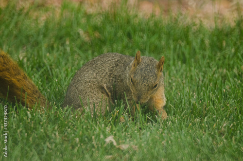 A squirrel examining the ground where it just buried a nut.