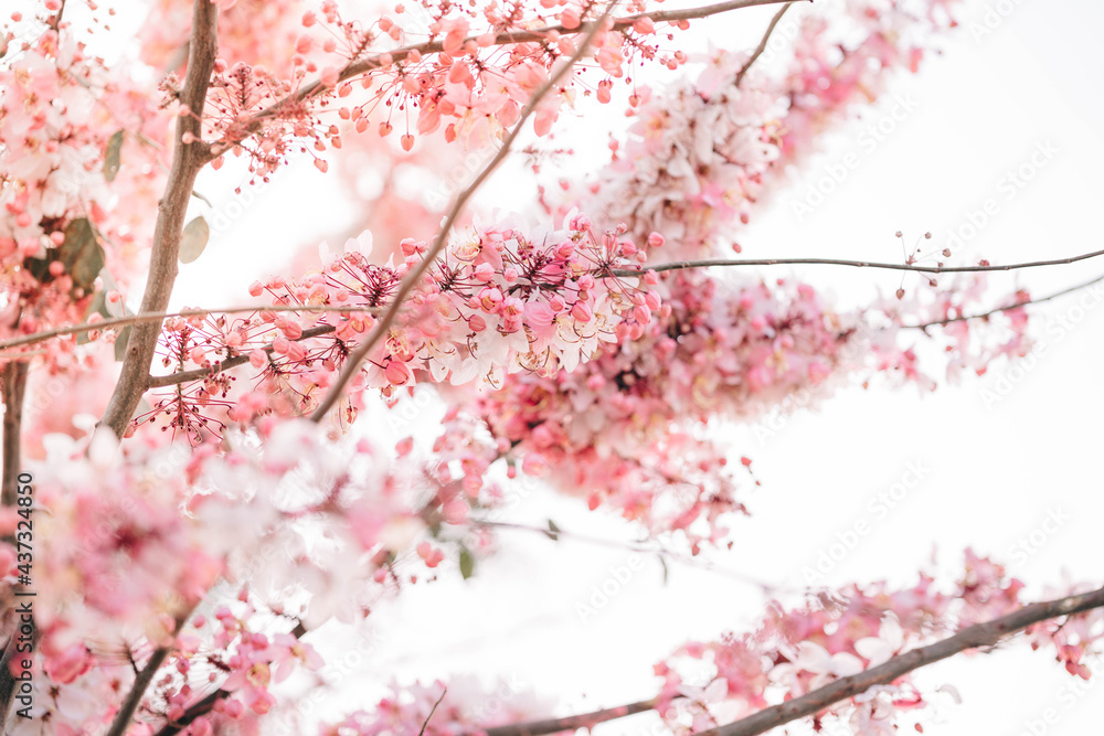 Wishing Tree, Pink Shower, Pink cassia are beautiful pink flowers of Thailand. Wishing Tree, Pink Shower, Pink cassia are beautiful pink flowers of Thailand.