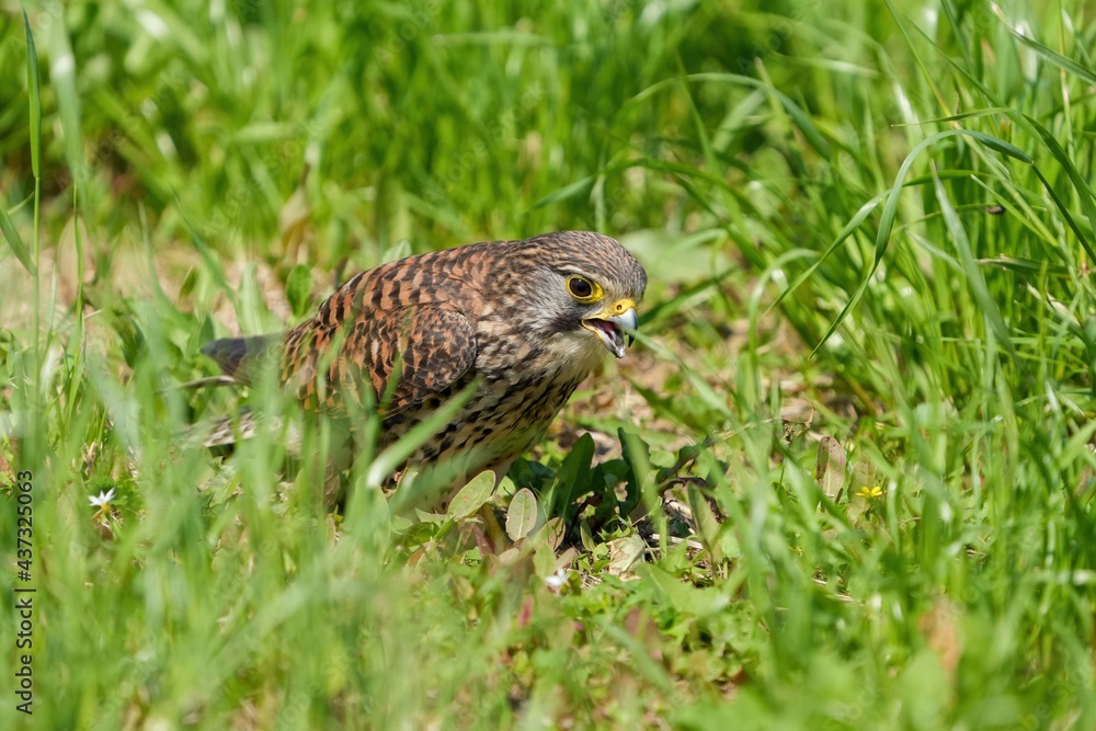 広場に降りて懸命に餌を探すチョウゲンボウ幼鳥