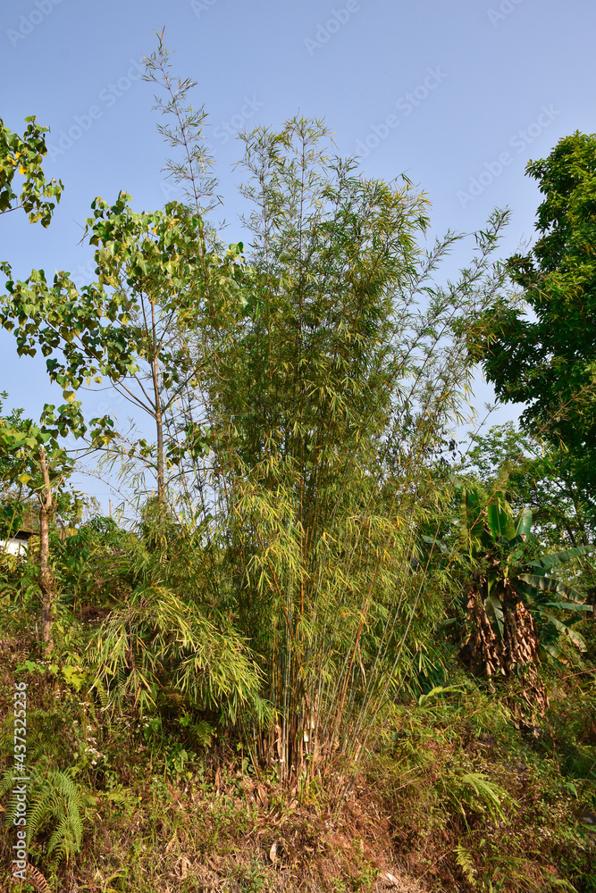 Thin variety of bamboo of himalaya mountain .