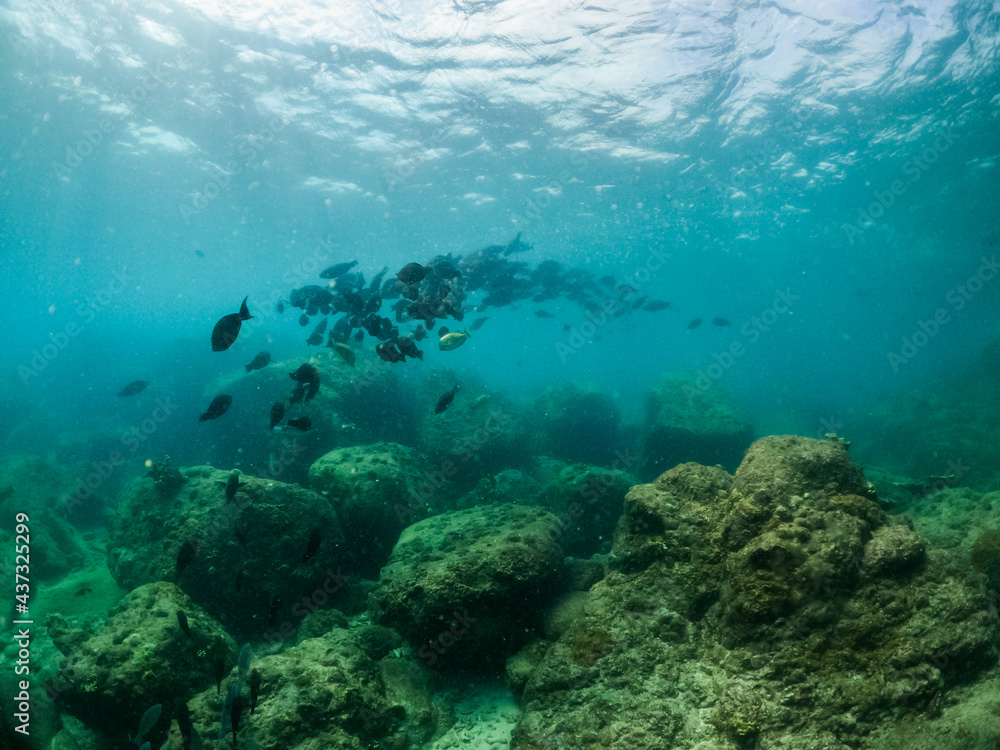 A group of fish under the sea on the shore 