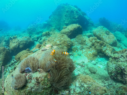 family Clownfish in coral underwater 