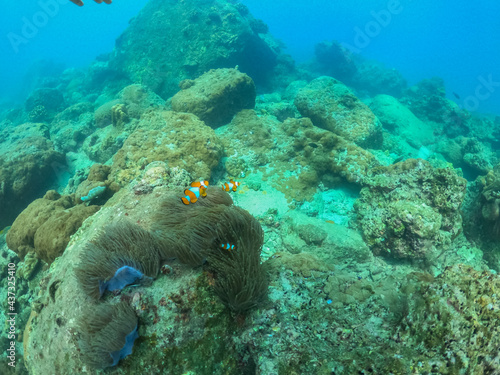 family Clownfish in coral underwater 