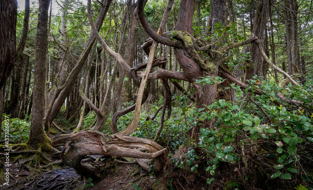 Rainforest forest Rainforest forest