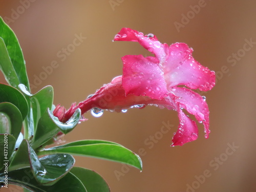 Pink Adenium: Adenium obesum (Forsk.) Roem.&Schult.  Desert Rose,  with dropped of water after rainning , white latex is abobioside and  echubioside.