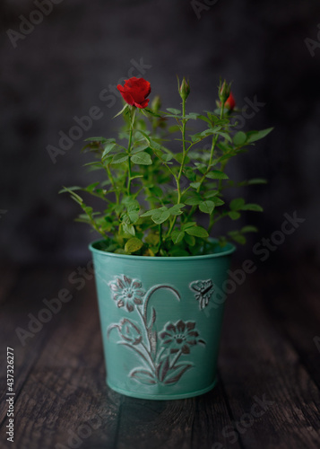 red flower in a pot, rustic style