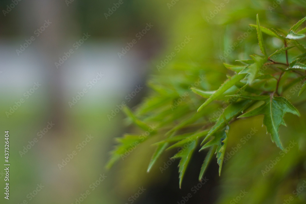 Green Leaves in the park with copy space. Green Leaves in the park with copy space.
