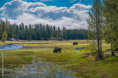 2021-05-10 BISON GRAZING IN A LUSH VALLEY IN YELLOWSTONE NATIONAL PARK