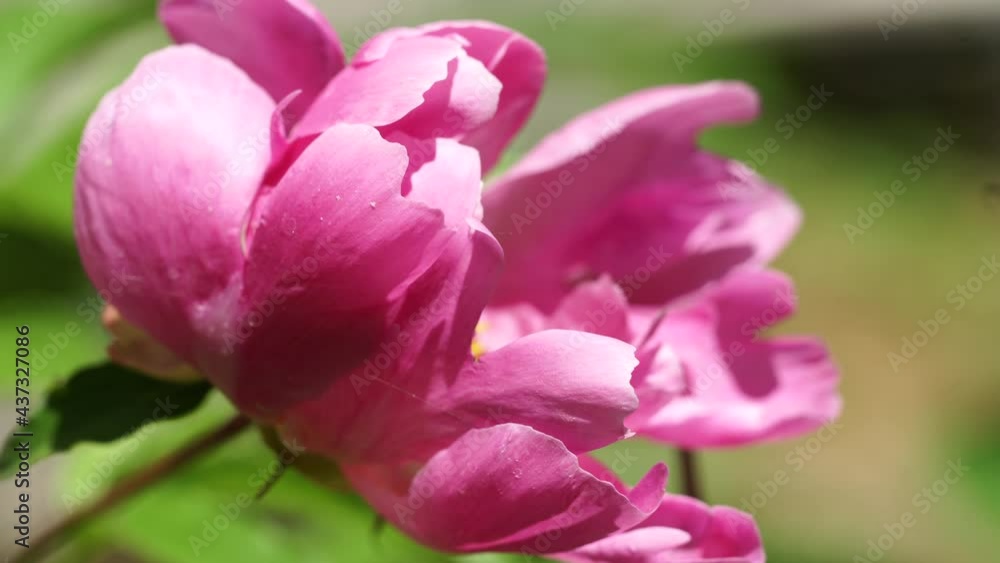 4K video of close up of Peony flowers blooming in summer. 4K video of close up of Peony flowers blooming in summer.
