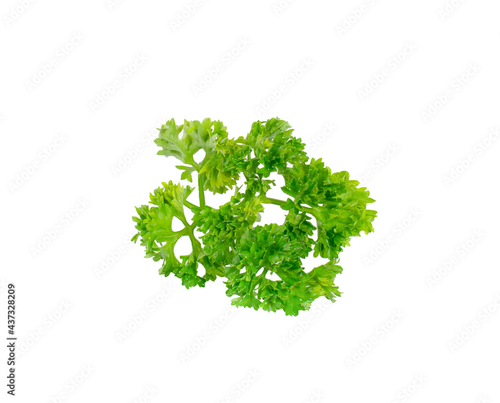 Obraz premium Fresh green leaves of pasley isolated on white background