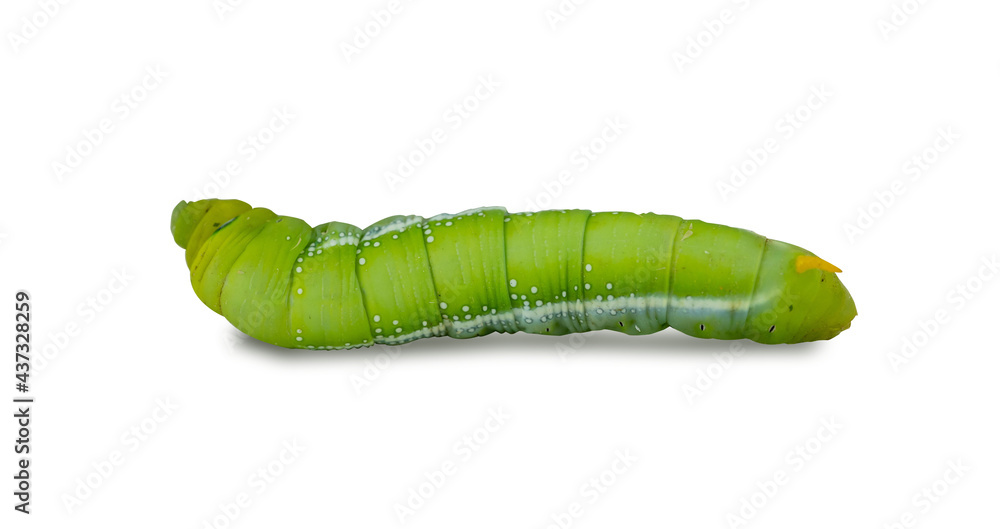Macro close-up of beautiful caterpillar. A macro photography of a really beautiful and on white isolated background. Macro close-up of beautiful caterpillar. A macro photography of a really beautiful and on white isolated background.