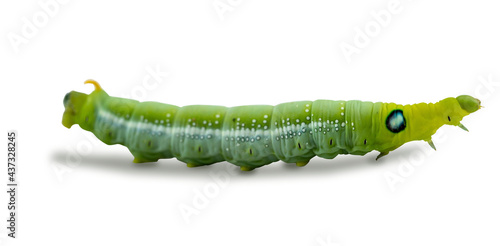 Macro close-up of beautiful caterpillar. A macro photography of a really beautiful and on white isolated background.