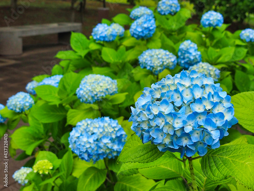 紫陽花の花