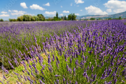 View of lavender's fields in blossom period, green hills and mountains visible on the horizon, Assisi, Perugia, Italy
