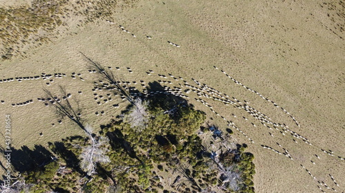 A flock of merino sheep grazing in a lush paddock on a farm in rural Tasmania, Australia