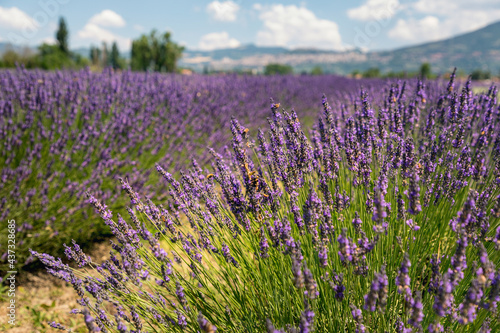 Close up view of colourful purple lavender flowers, Asissi, Perugia, Italy