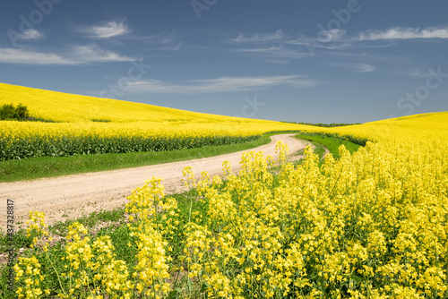 a winding rural road that runs off into the distance through a yellow rapeseed field