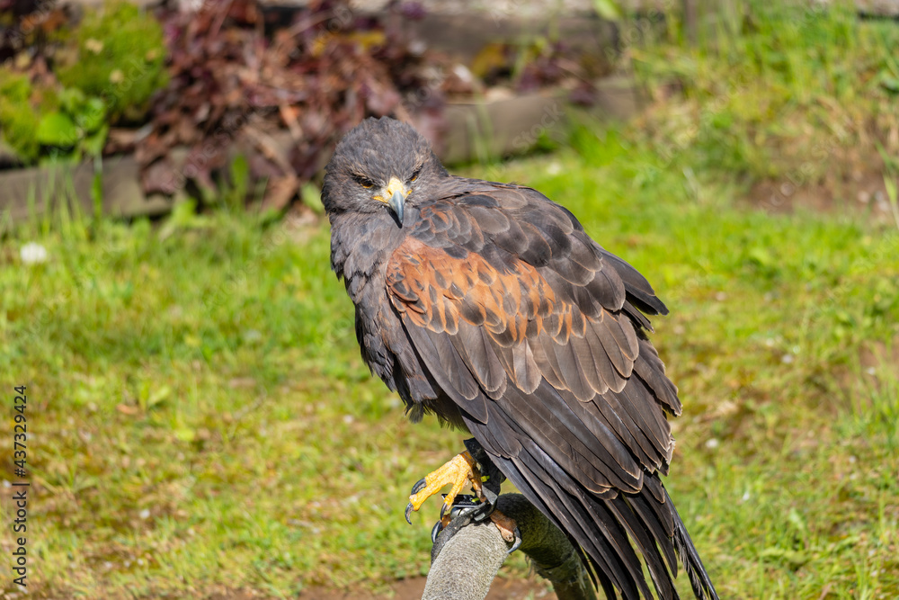Wildgehege und Greifvogelstation Hellenthal Wildgehege und Greifvogelstation Hellenthal