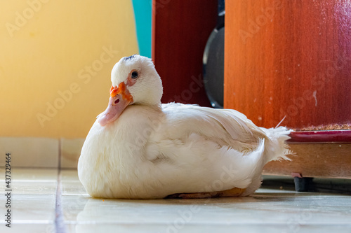 White duck standing close to the camera, domesticated wild animal, with sharp lighting and details. Real photo of a real animal.