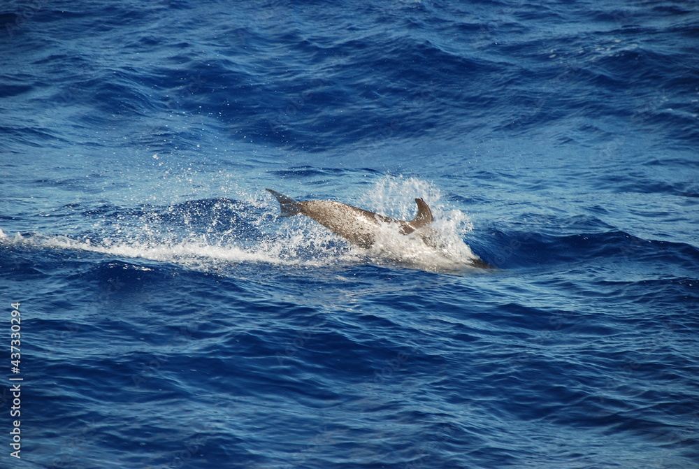 Naklejka premium dolphin paradise