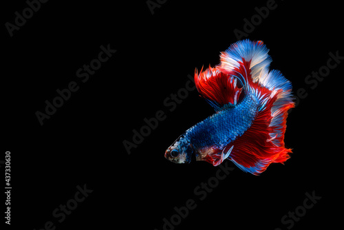 Halfmoon fighting fish is a beautiful betta fish with a half-circle shaped tail. Isolated on black background.