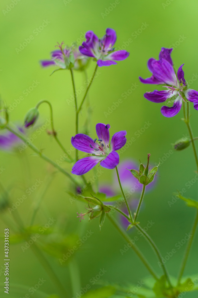 wild forest flower of purple color