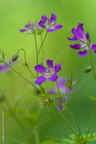 wild forest flower of purple color