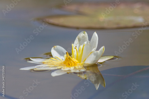 water lilies on the surface of a calm lake