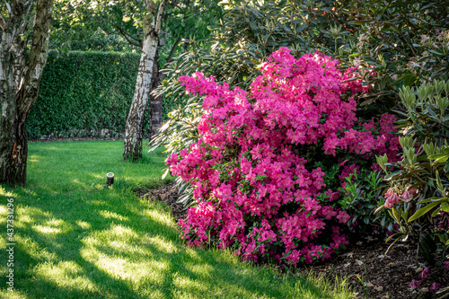 Fototapeta Naklejka Na Ścianę i Meble -  Kwitnąca azalia w ogrodzie