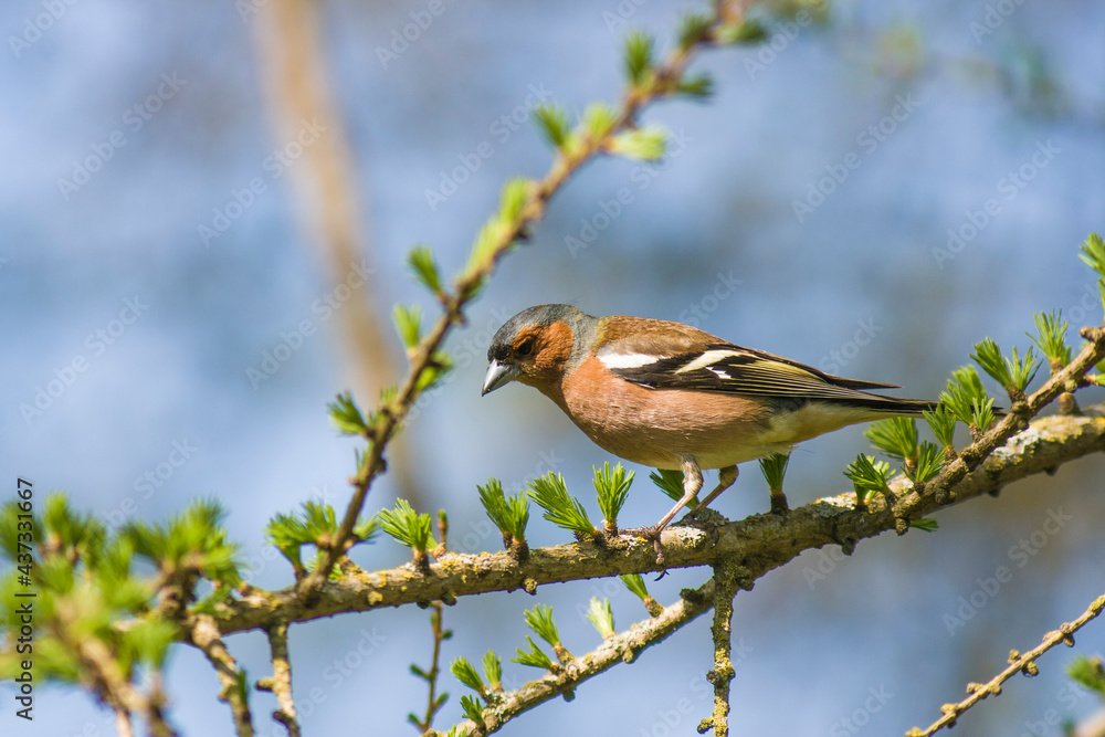 spring finch sitting on a branch spring finch sitting on a branch