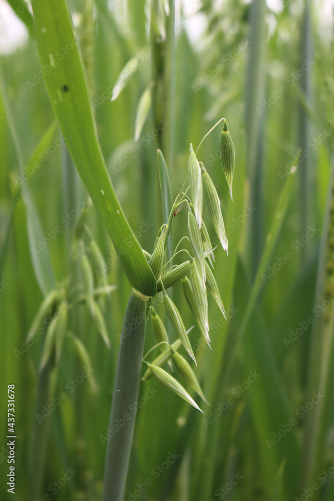 Close-up of green Oat ears inthe field on springtime. Avena sativa Close-up of green Oat ears inthe field on springtime. Avena sativa