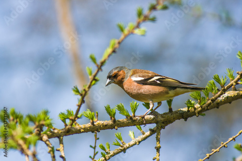 spring finch sitting on a branch © zhagunov_a