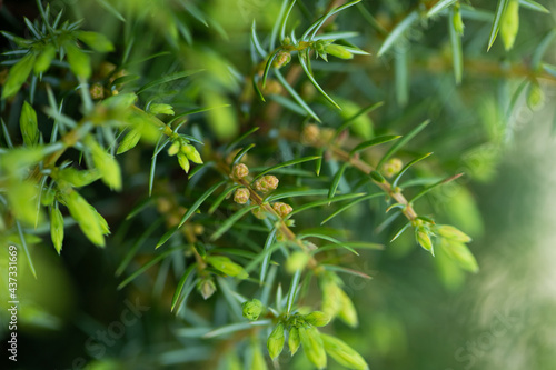 Juniperus Communis With Female Cones In Garden Close Up.