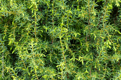 Juniperus Communis With Female Cones In Garden Close Up. photo