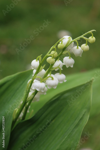 Lily of the valley or may lilies in bloom on springtime. Convallaria majalis white flowers in the garden