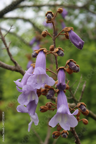 Paulownia tomentosa in bloom on springtime with beautiful purple flowers on branches photo